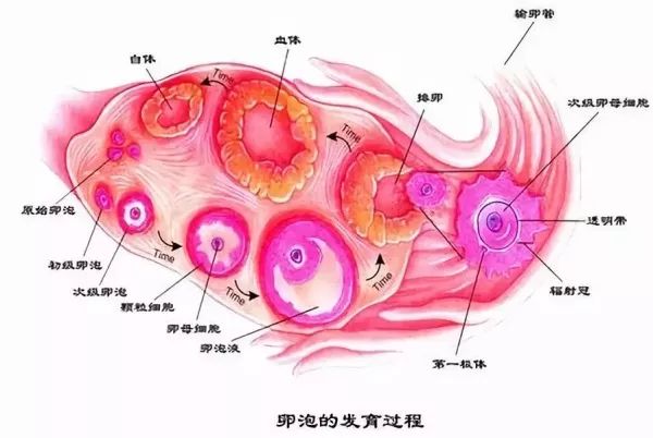 卵子窝研究与应用最新进展揭秘